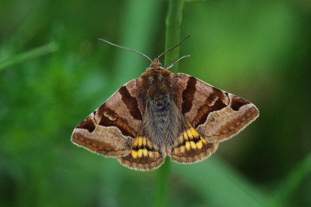 K32P1412 Burnet Companion Moth, Woodwalton Marsh, May 2023