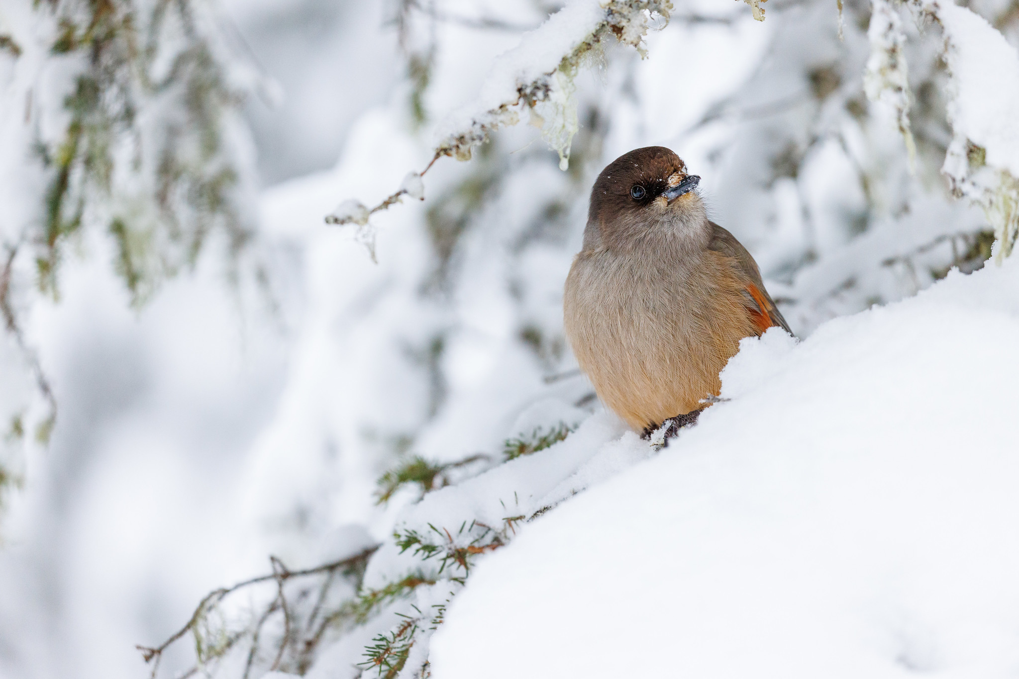 Siberian Jay - Kuusamo in winter