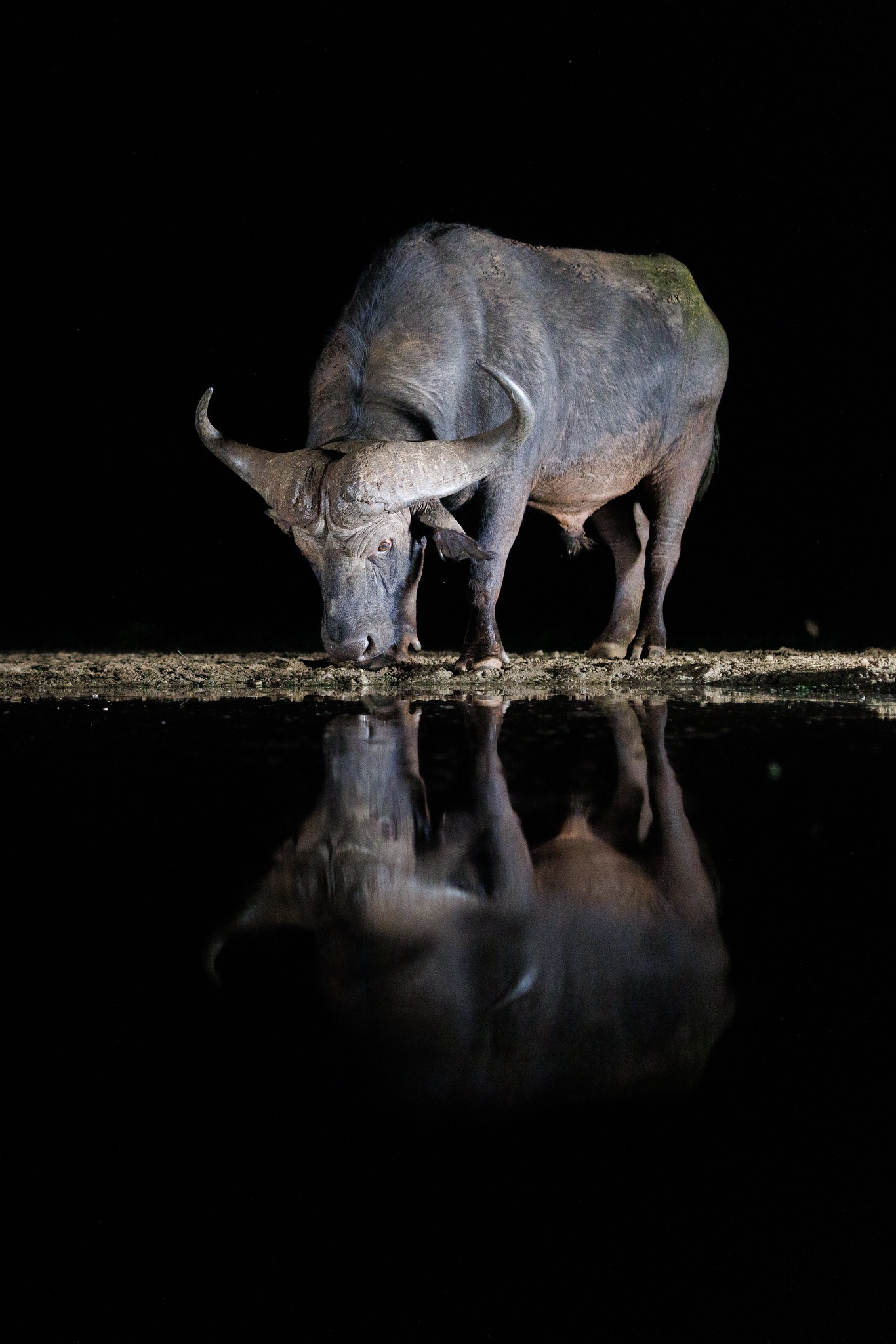 Buffalo - Zimanga, South Africa