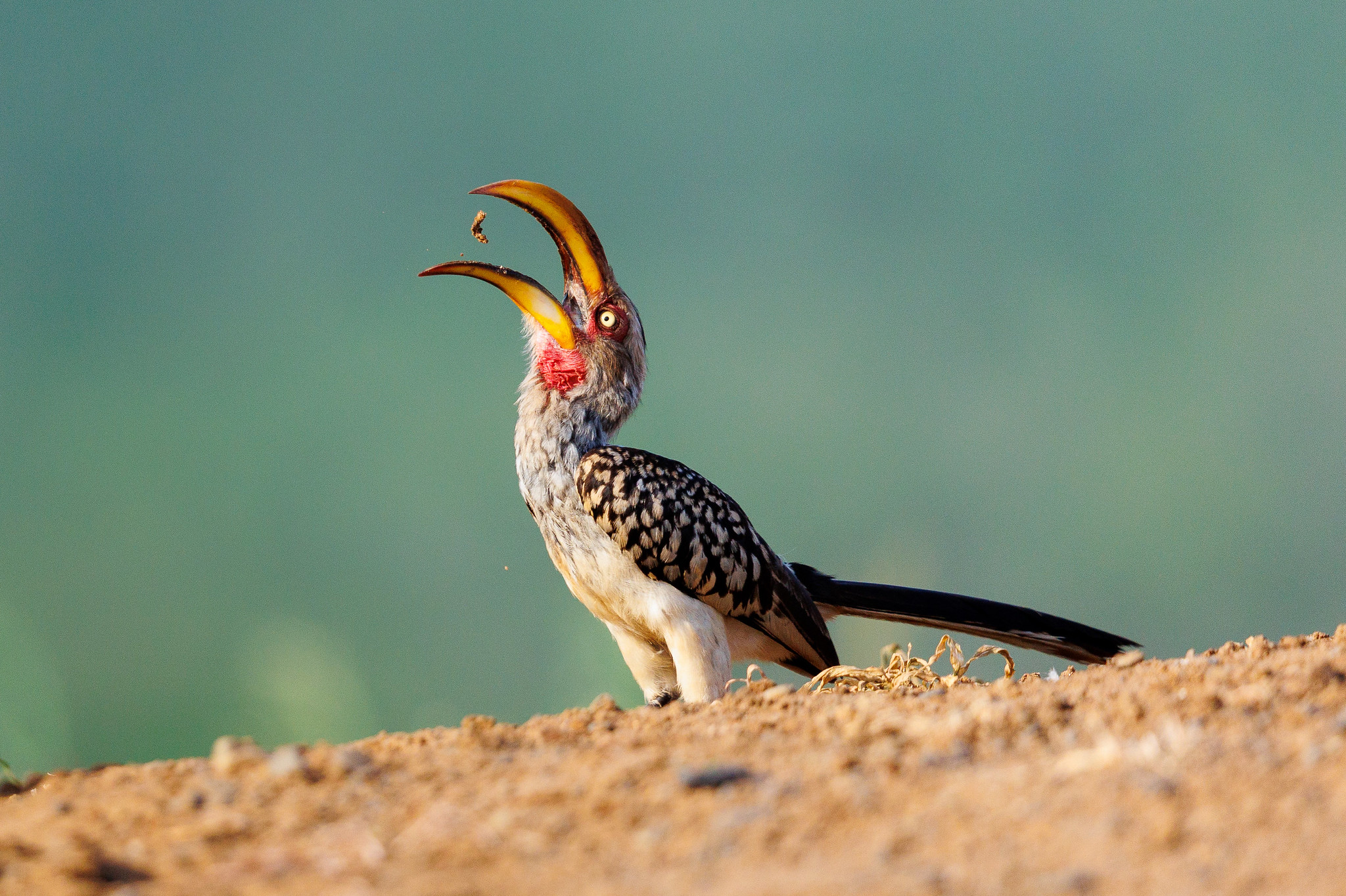 Southern Yellow-billed Hornbill - Zimanga, South Africa