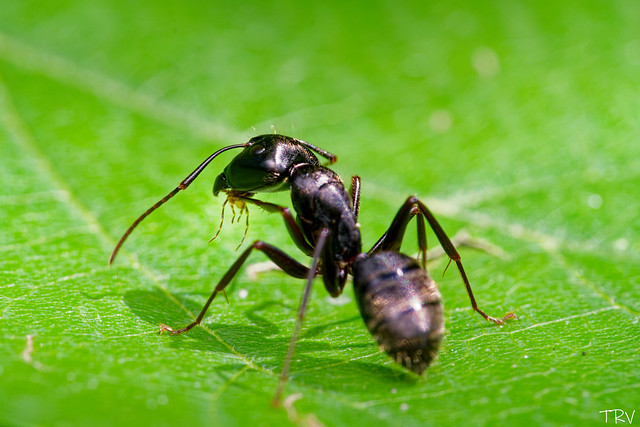 Snacking Ant