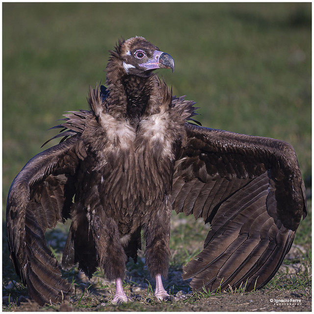 Young Black Vulture