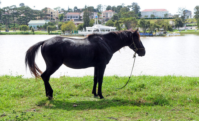 a horse in city center (Lamdong, Vietnam)