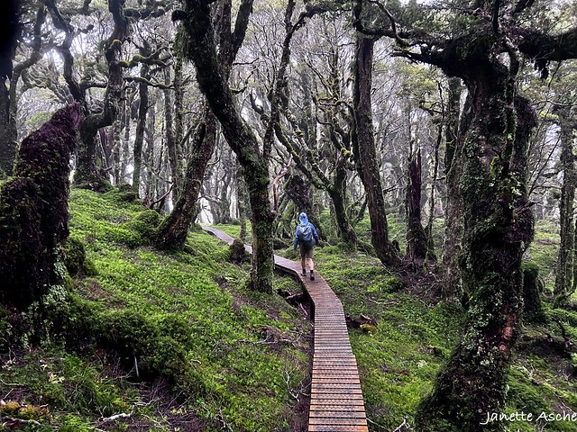 Hump Ridge Track - creaking forest