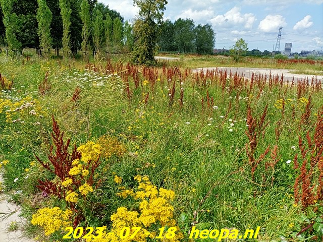 2023-07-18 Almere - Kromslootpark  (2)