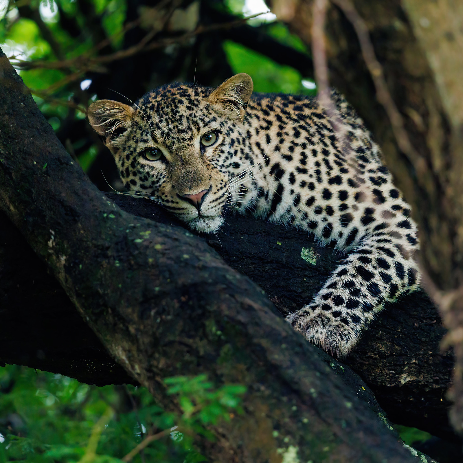 Leopard - Zimanga, South Africa