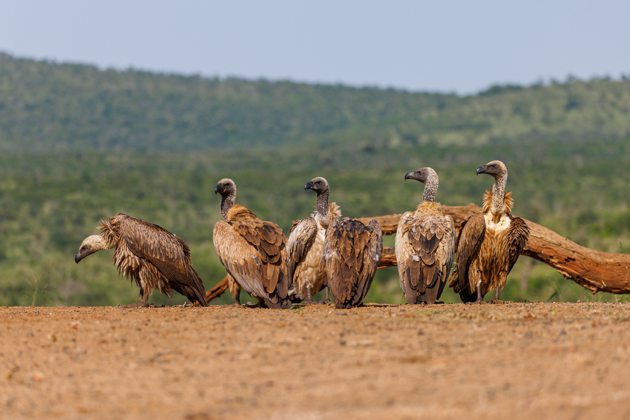 White-backed Vultures - Zimanga, South Africa