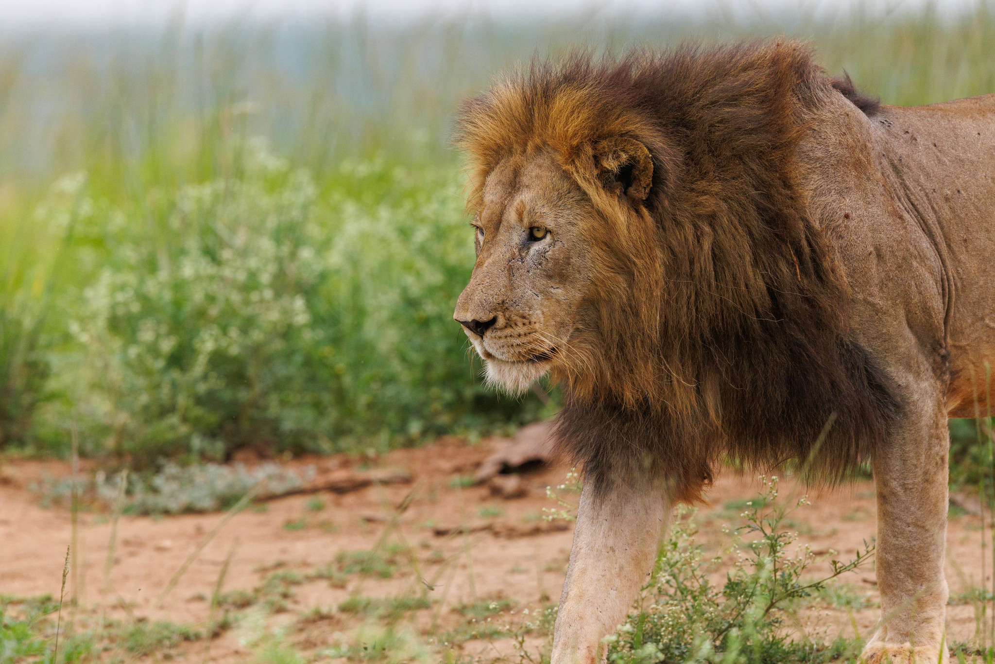 Lion - Zimanga, South Africa