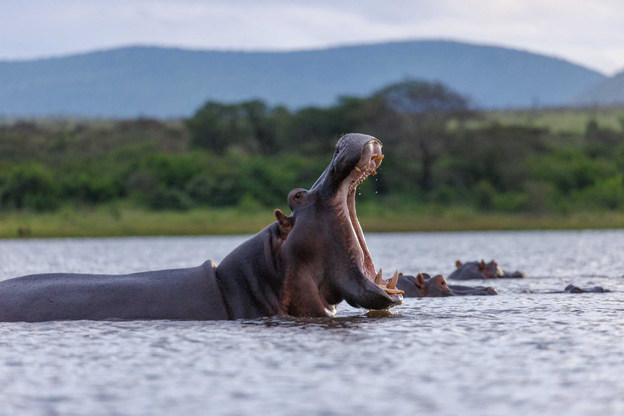 Hippopotamus - Zimanga, South Africa