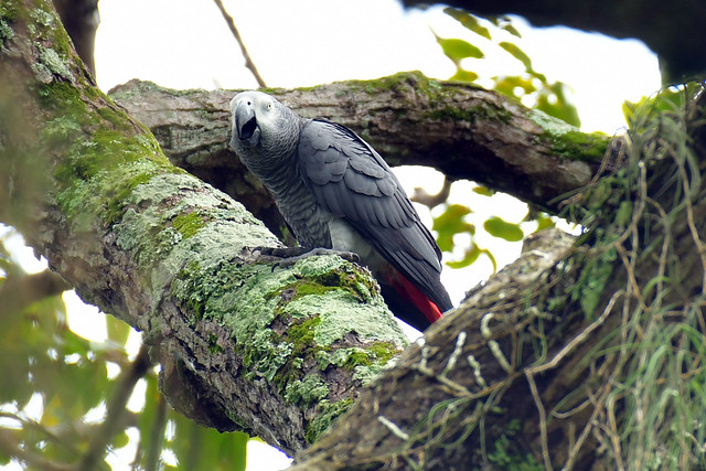 Gray Parrot (Psittacus erithacus)