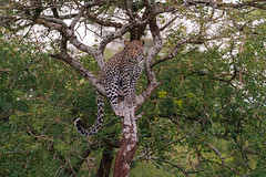 Leopard - Zimanga, South Africa