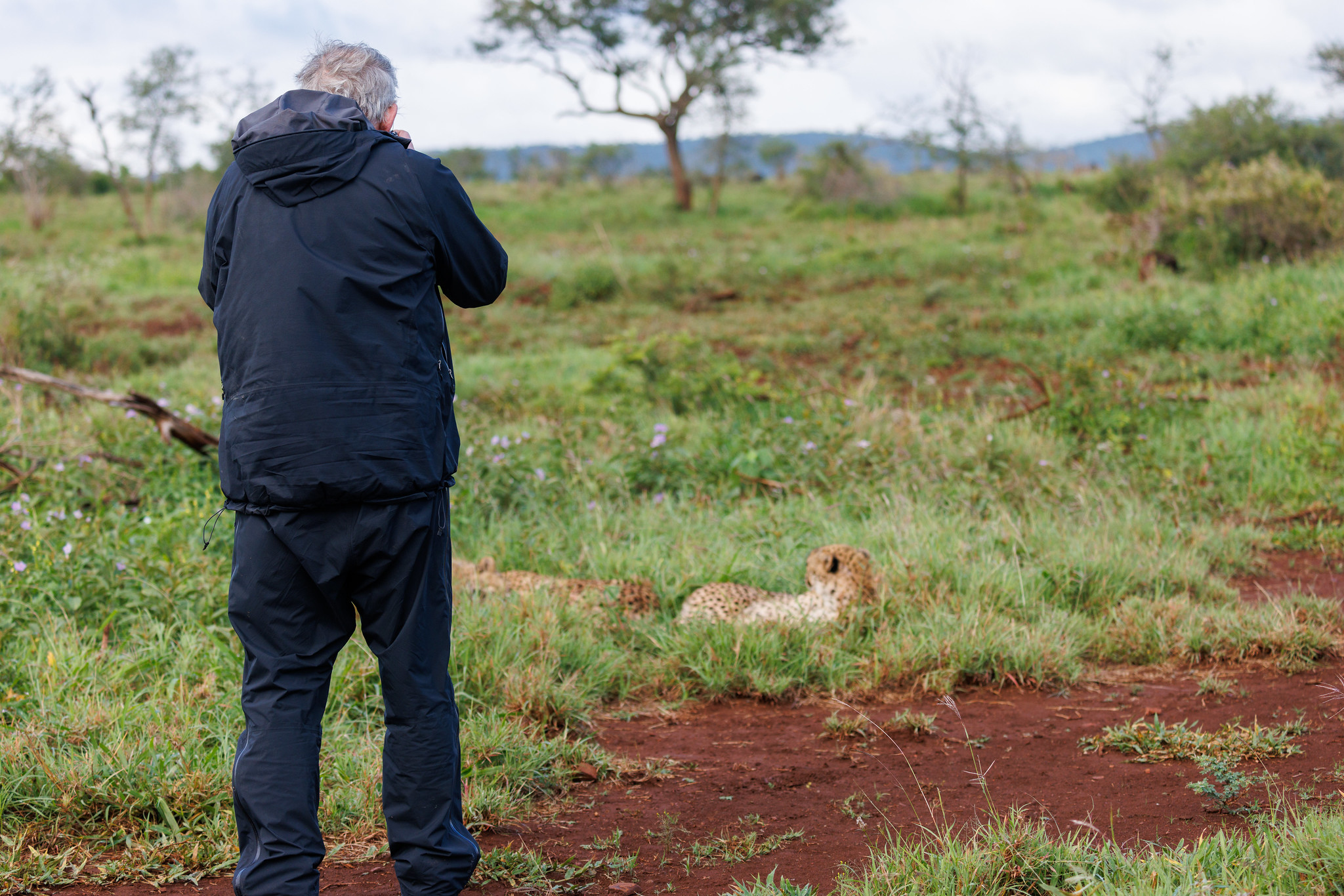 Cheetah photo on foot - Zimanga, South Africa