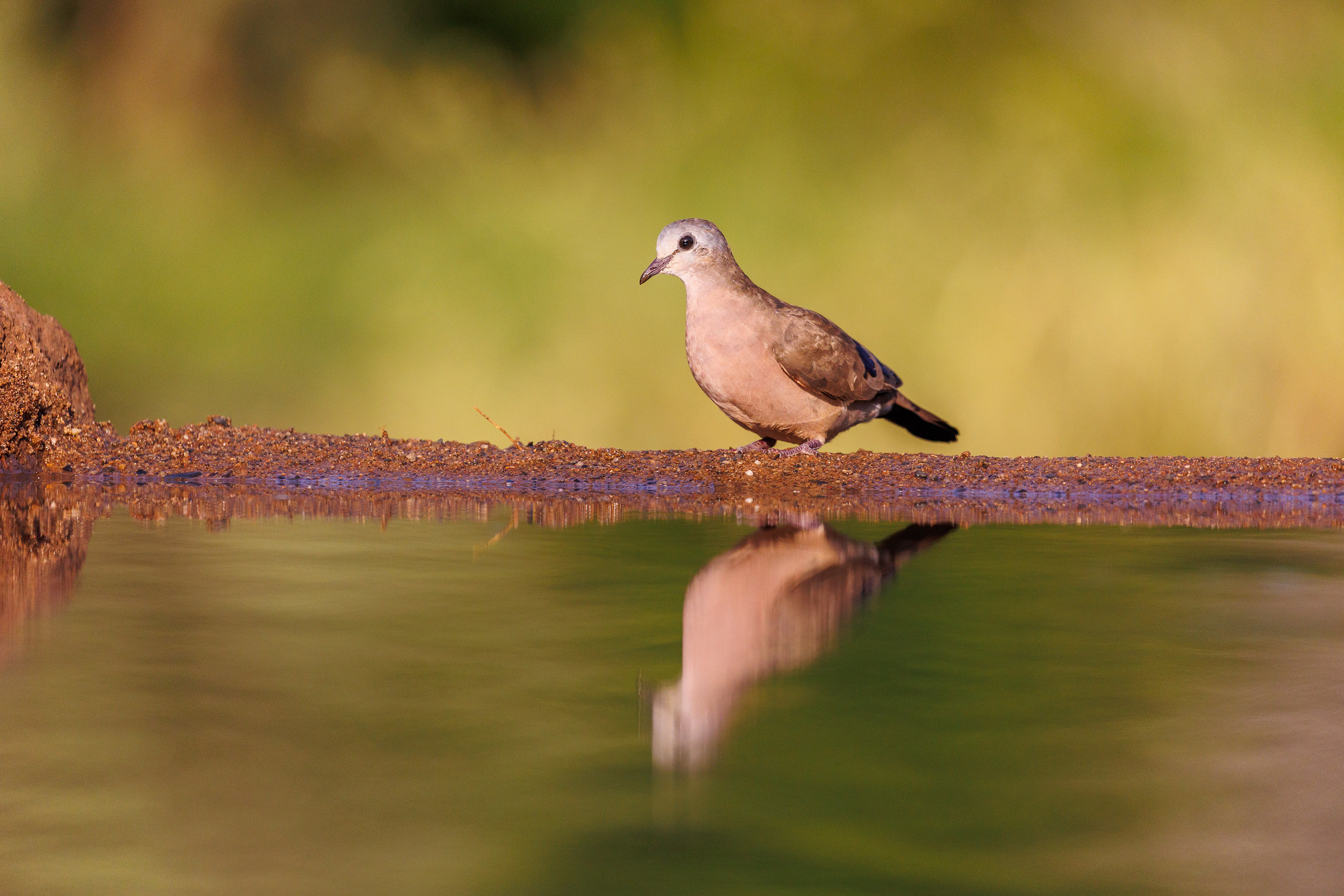 Emerald-spotted Wood Dove - Zimanga, South Africa