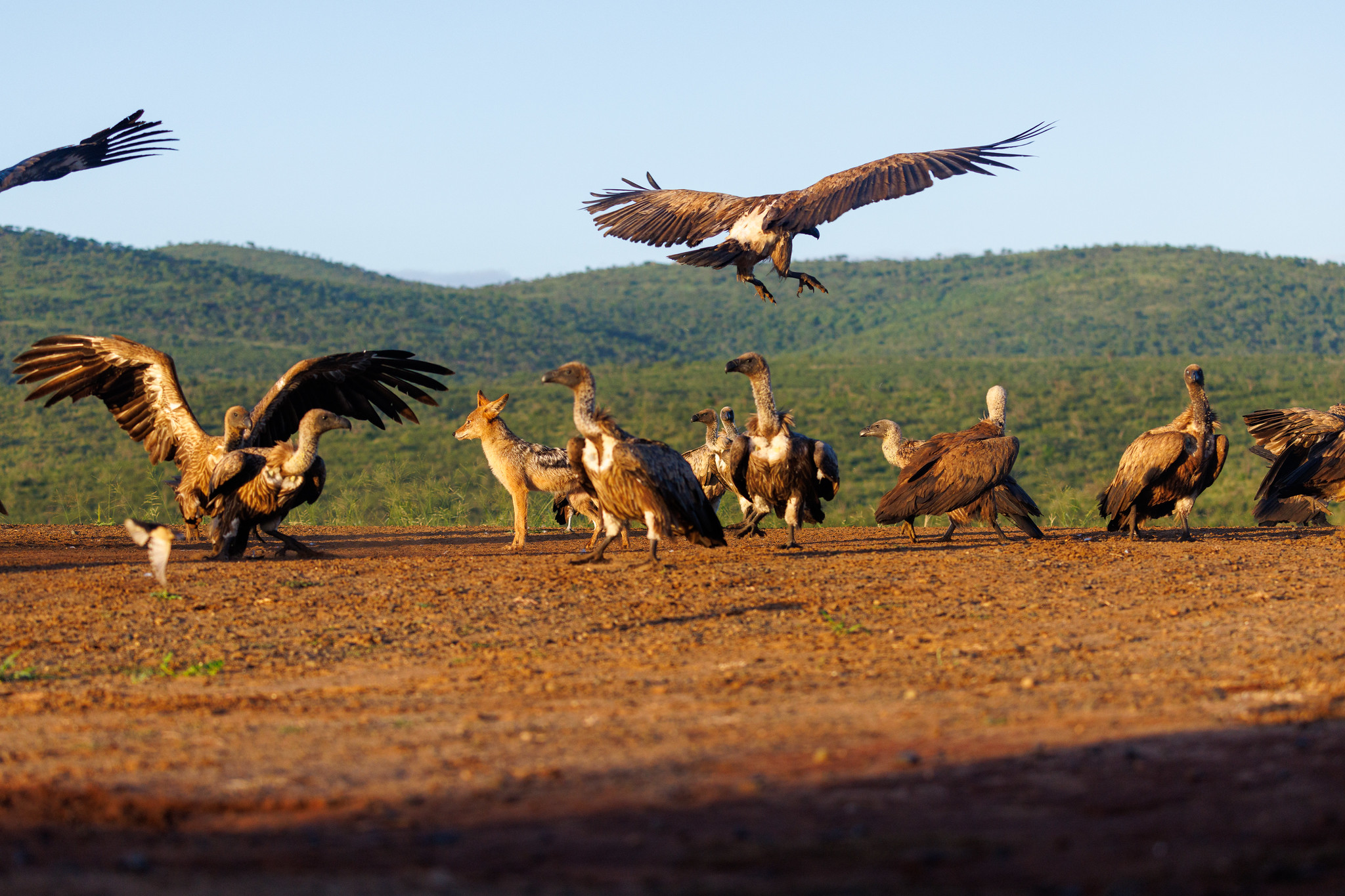 Black-backed Jackal, chasing White-backed Vultures - Zimanga, South Africa