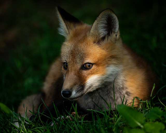 Urban Fox Kit