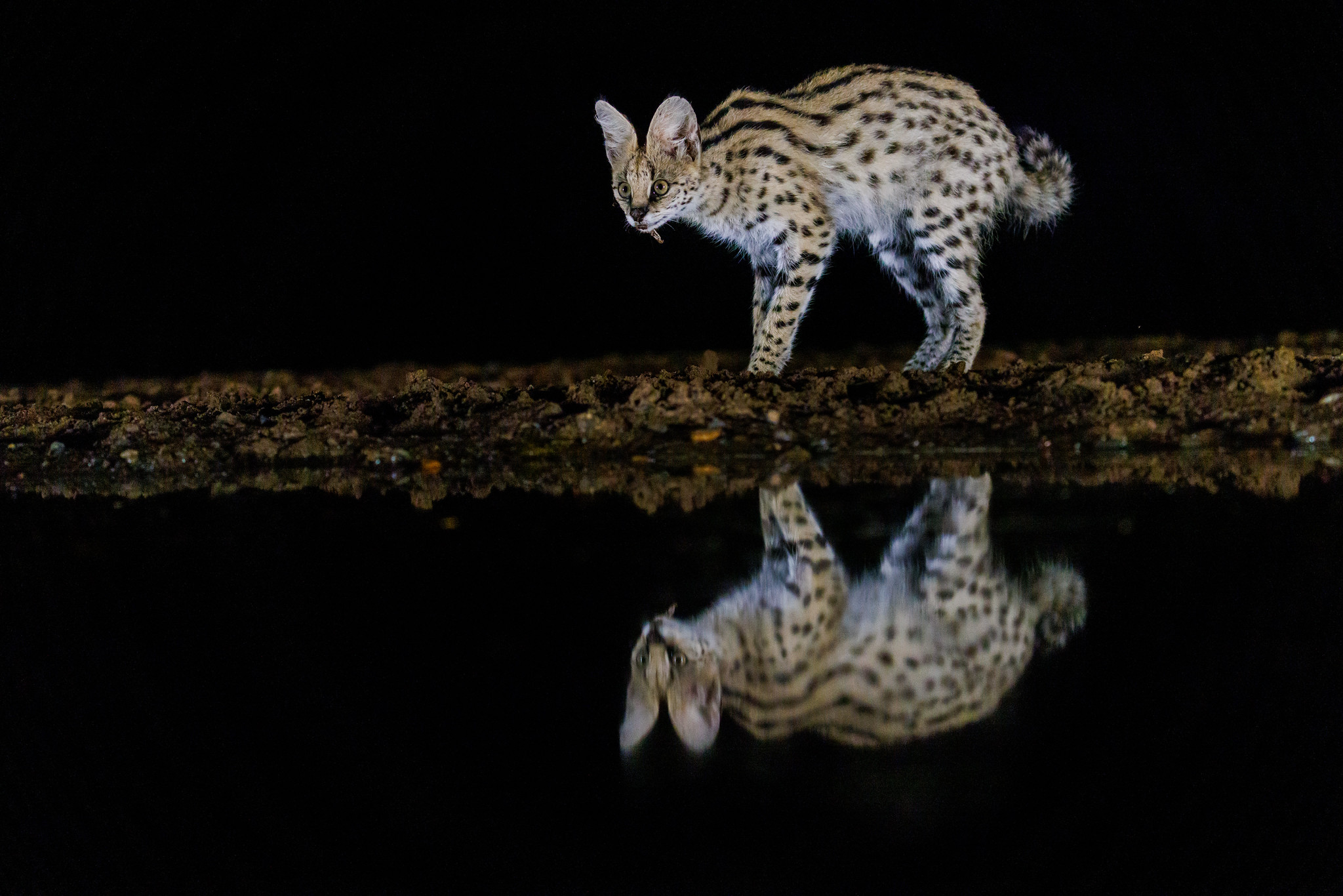 Serval Cat - Zimanga, South Africa