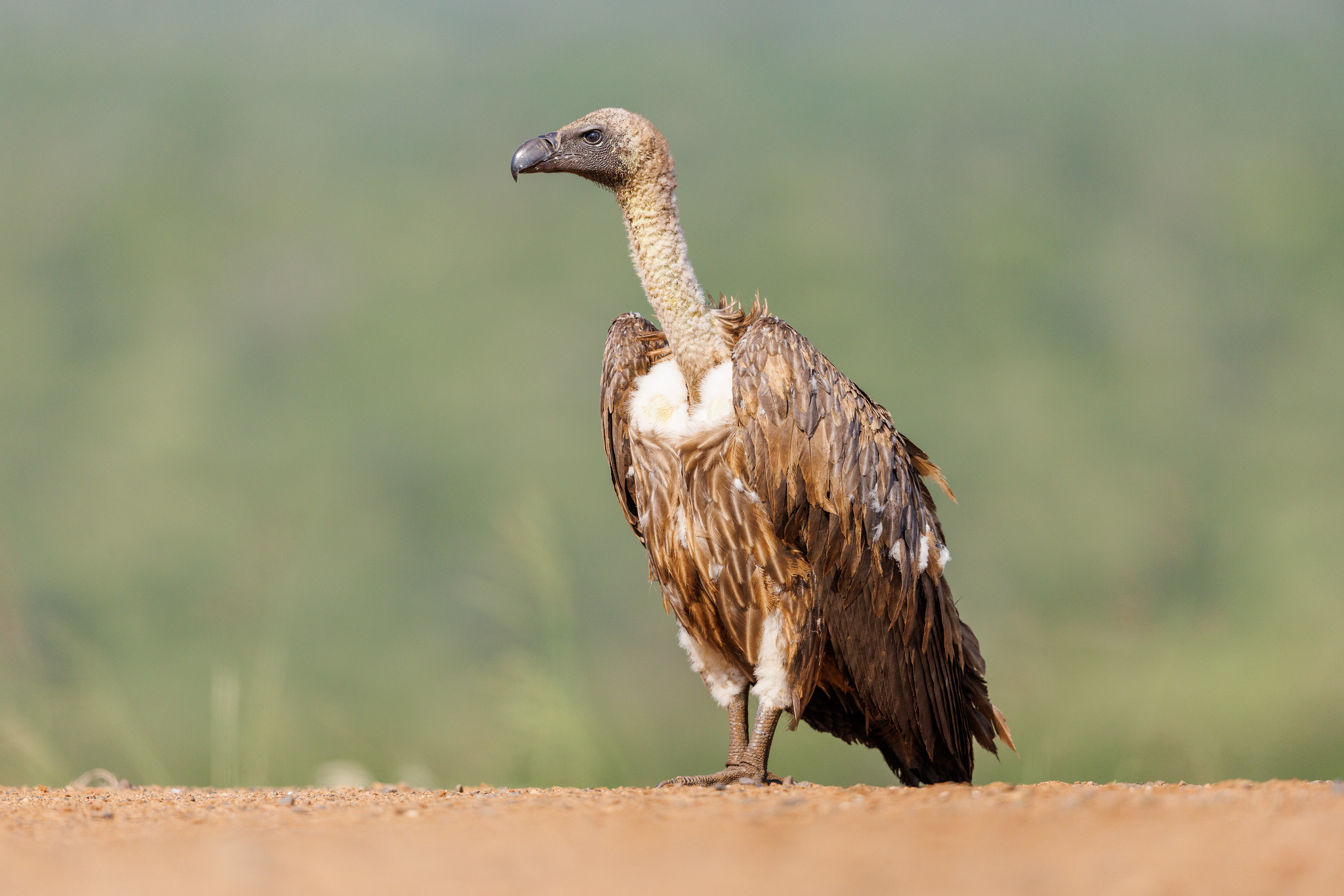 White-backed Vultures - Zimanga, South Africa