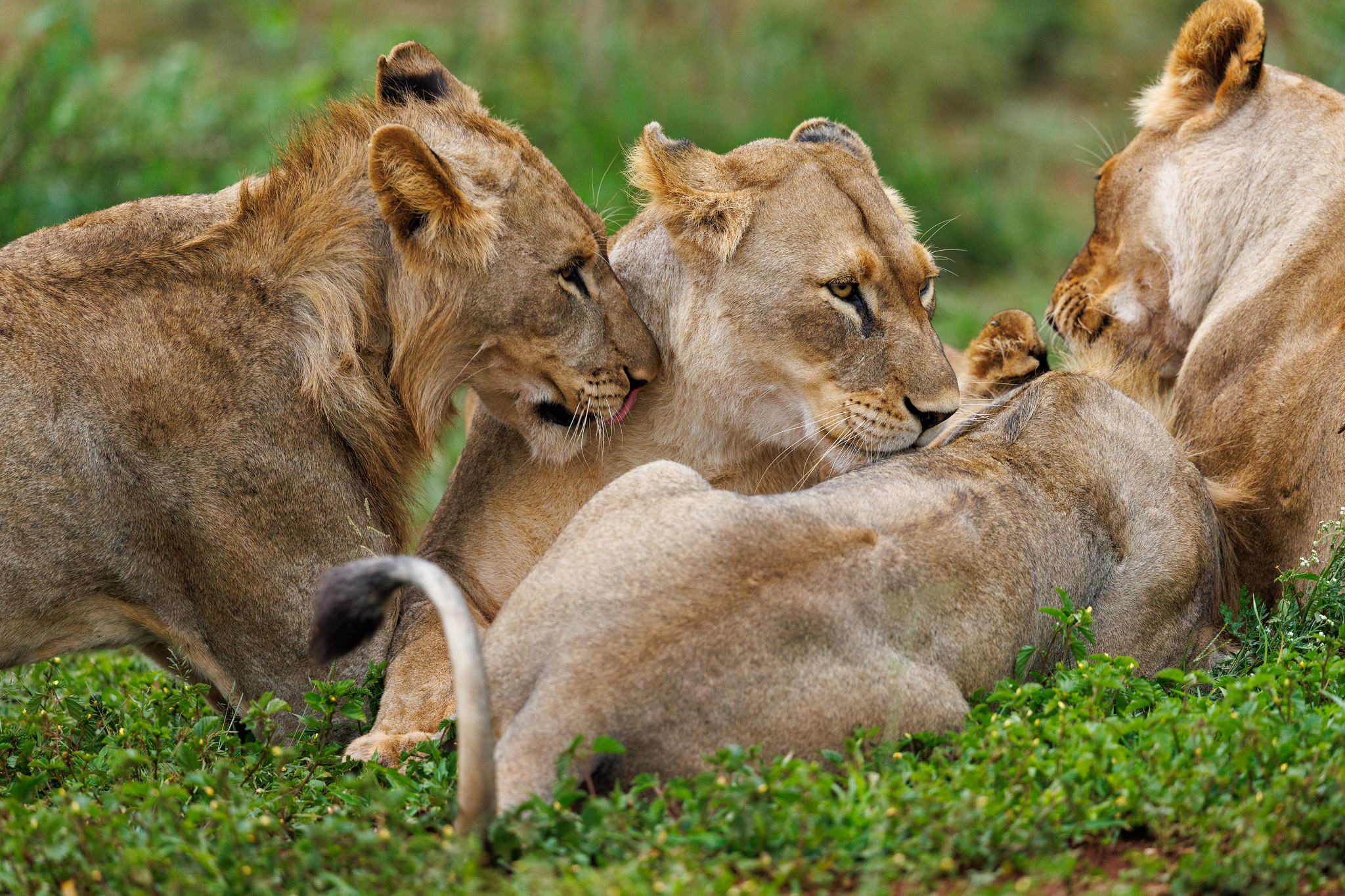 Lion - Zimanga, South Africa