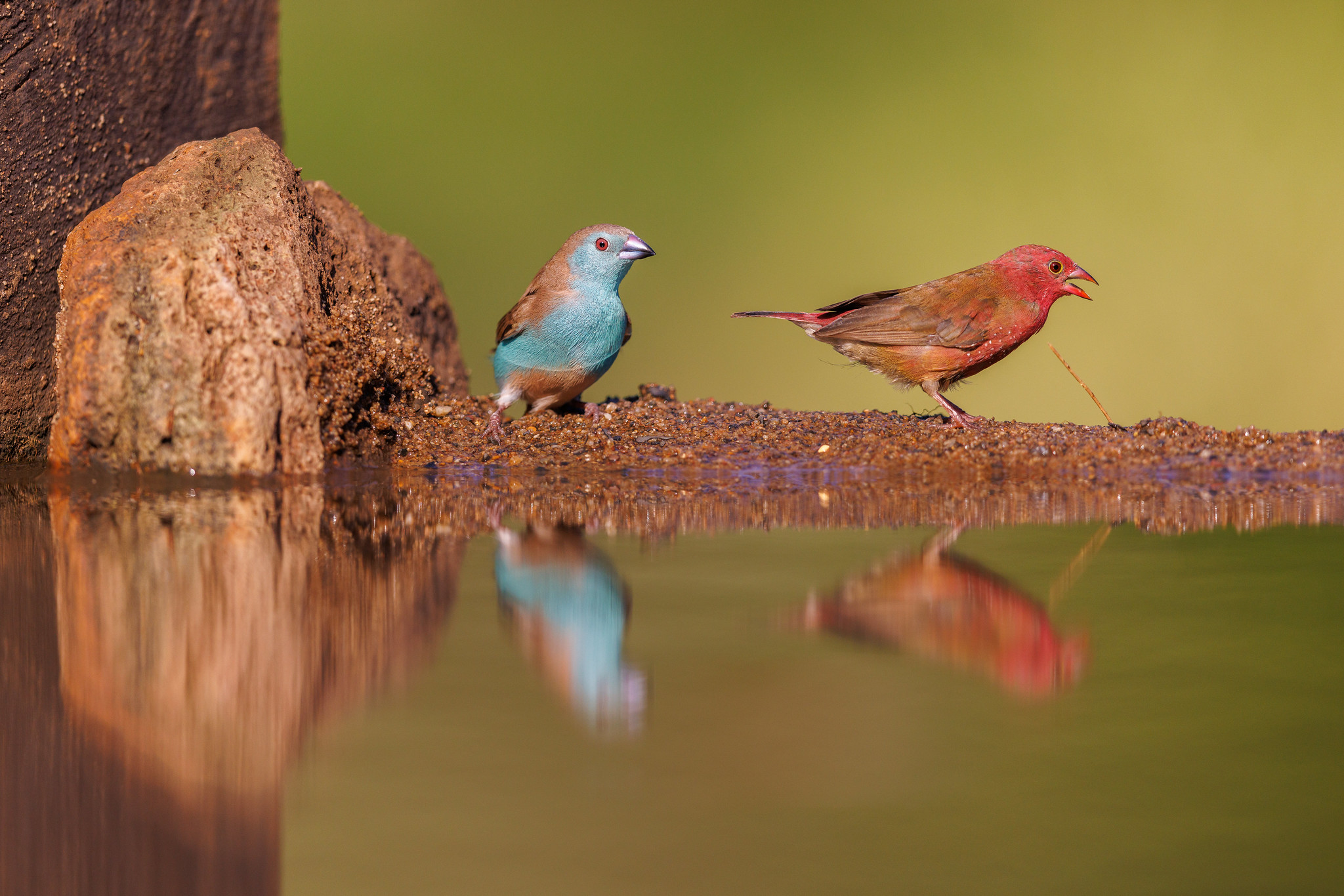 Blue Waxbill and Red-billed Firefinch - Zimanga, South Africa