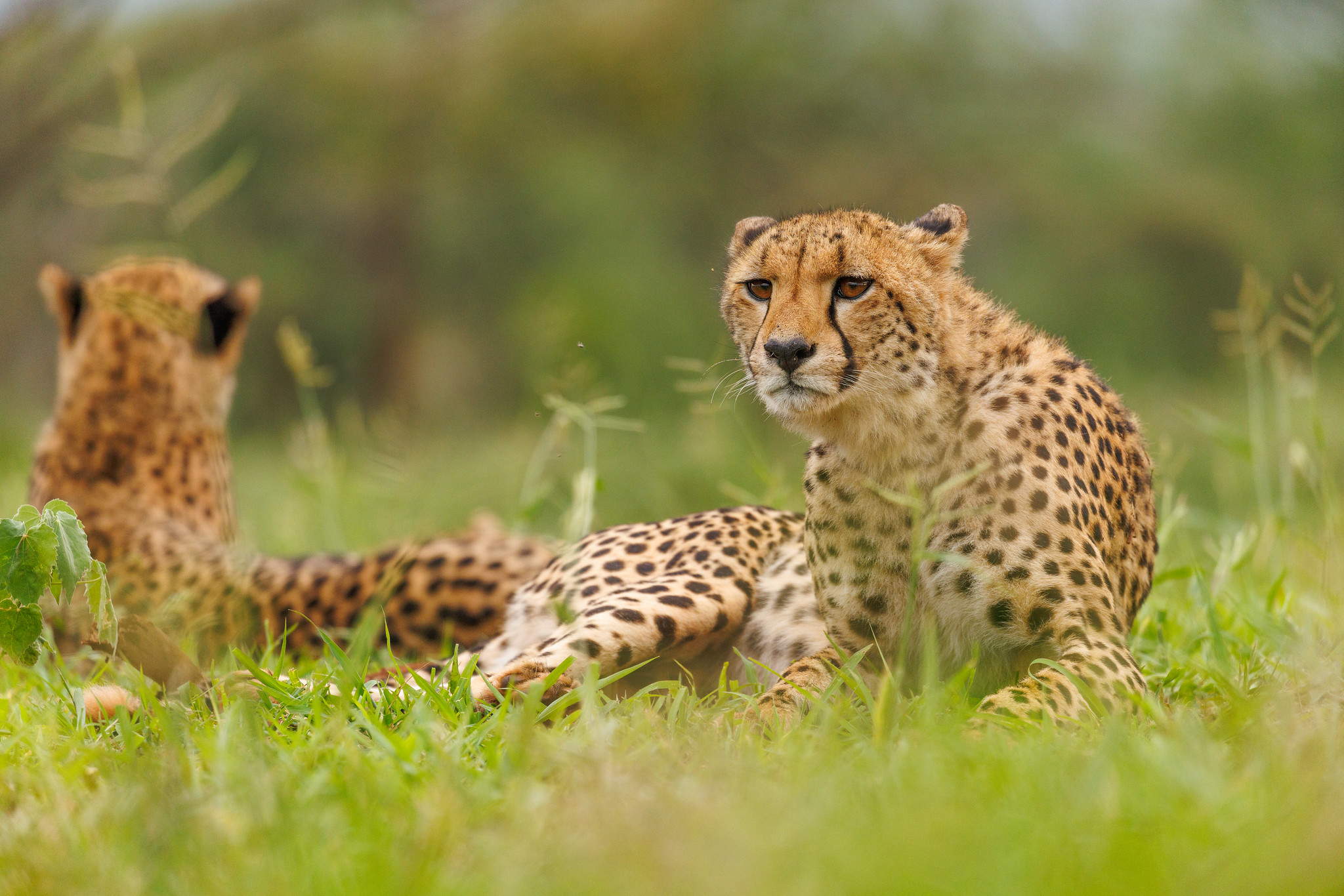 Cheetah - Zimanga, South Africa