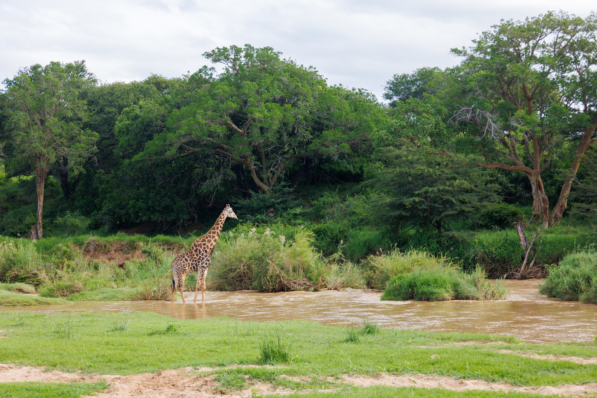 Giraffe - Zimanga, South Africa