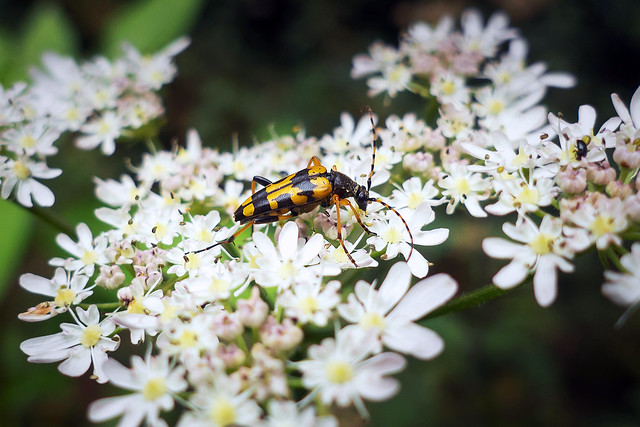 Spotted Longhorn Beetle - Rutpela maculata