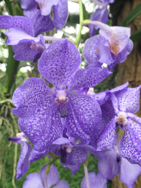 Orchideeenhoeve Luttelgeest juli 2023