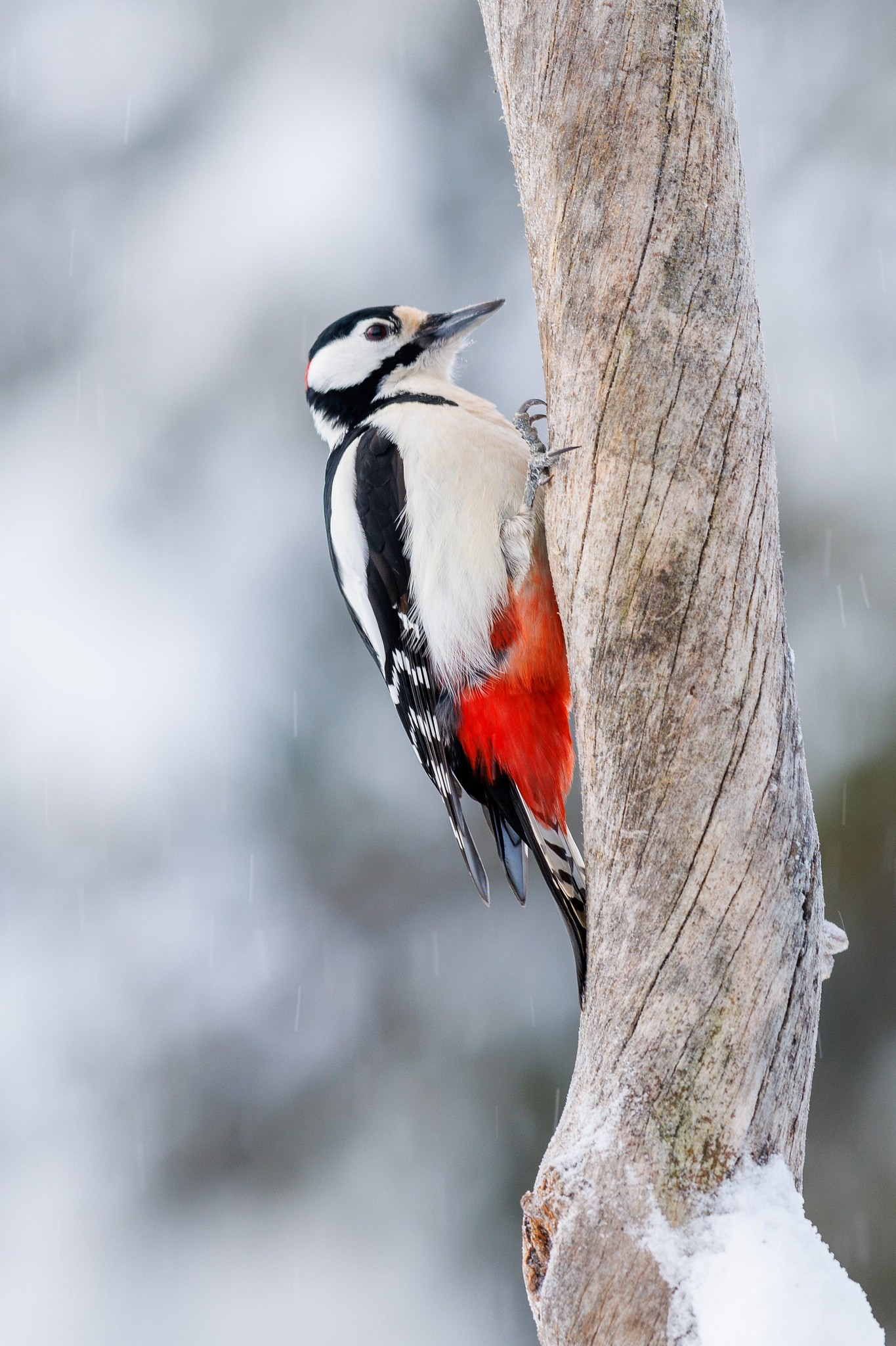 Great Spotted Woodpecker - Kuusamo in winter