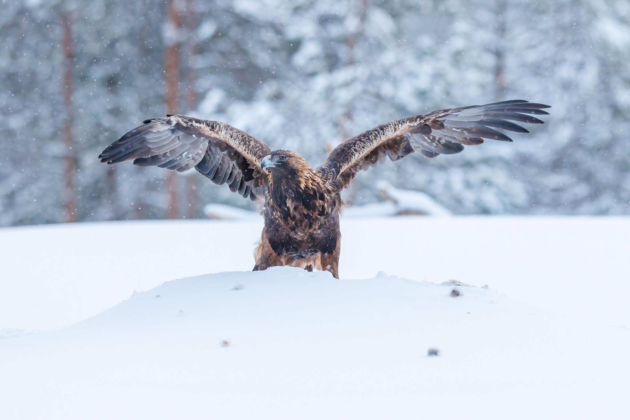 Golden Eagle - Kuusamo in winter