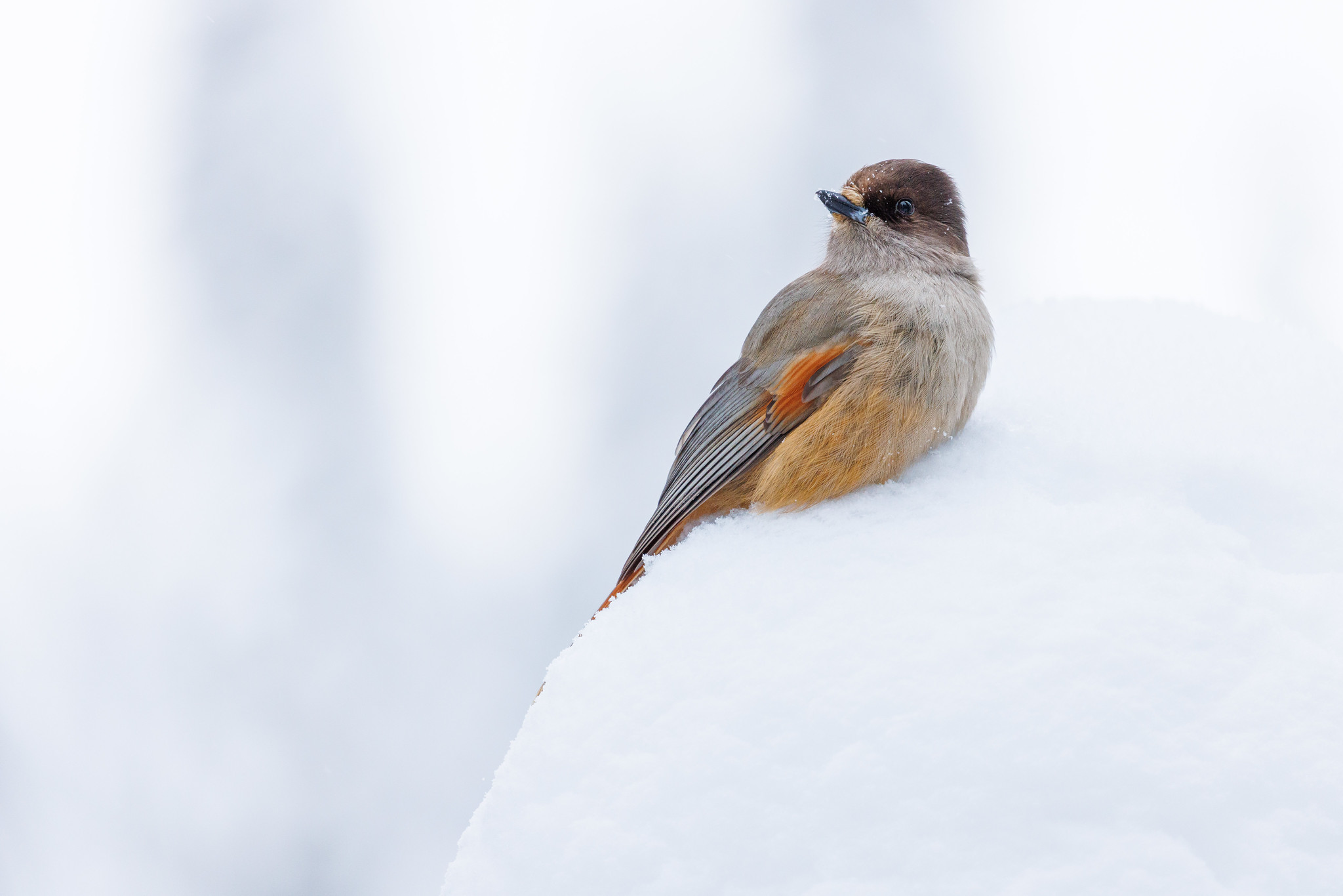 Siberian Jay - Kuusamo in winter