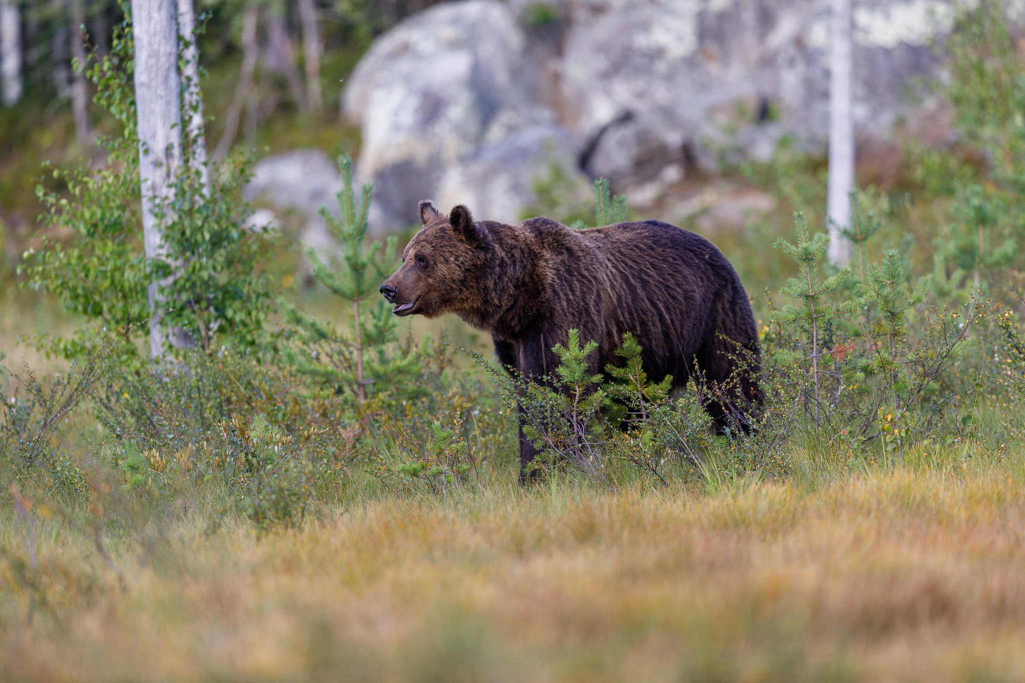 Brown bear - Brown bears in Finland