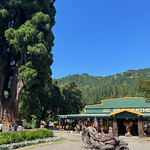 World Famous Grandfather Tree store @ Garberville, California