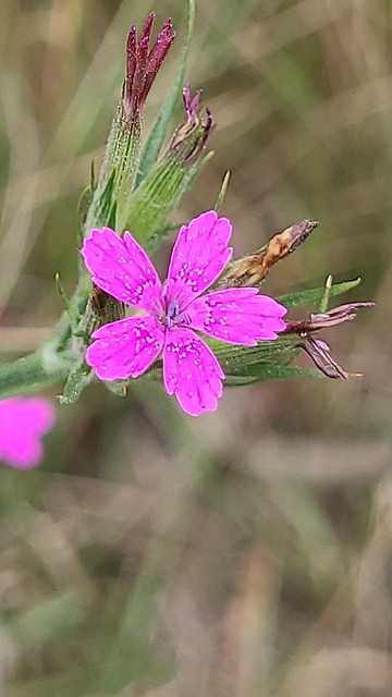 Büschel-Nelke (Dianthus armeria) (1)