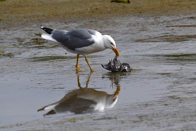 Goéland leucophée - Larus michahellis - Yellow-legged gull