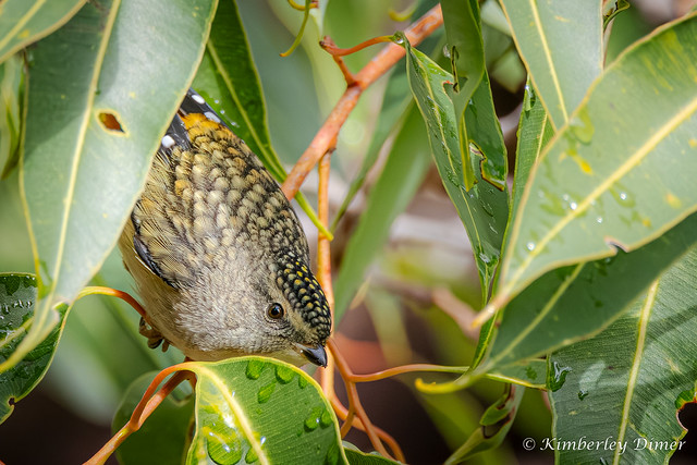 Female Spotted Pardalote