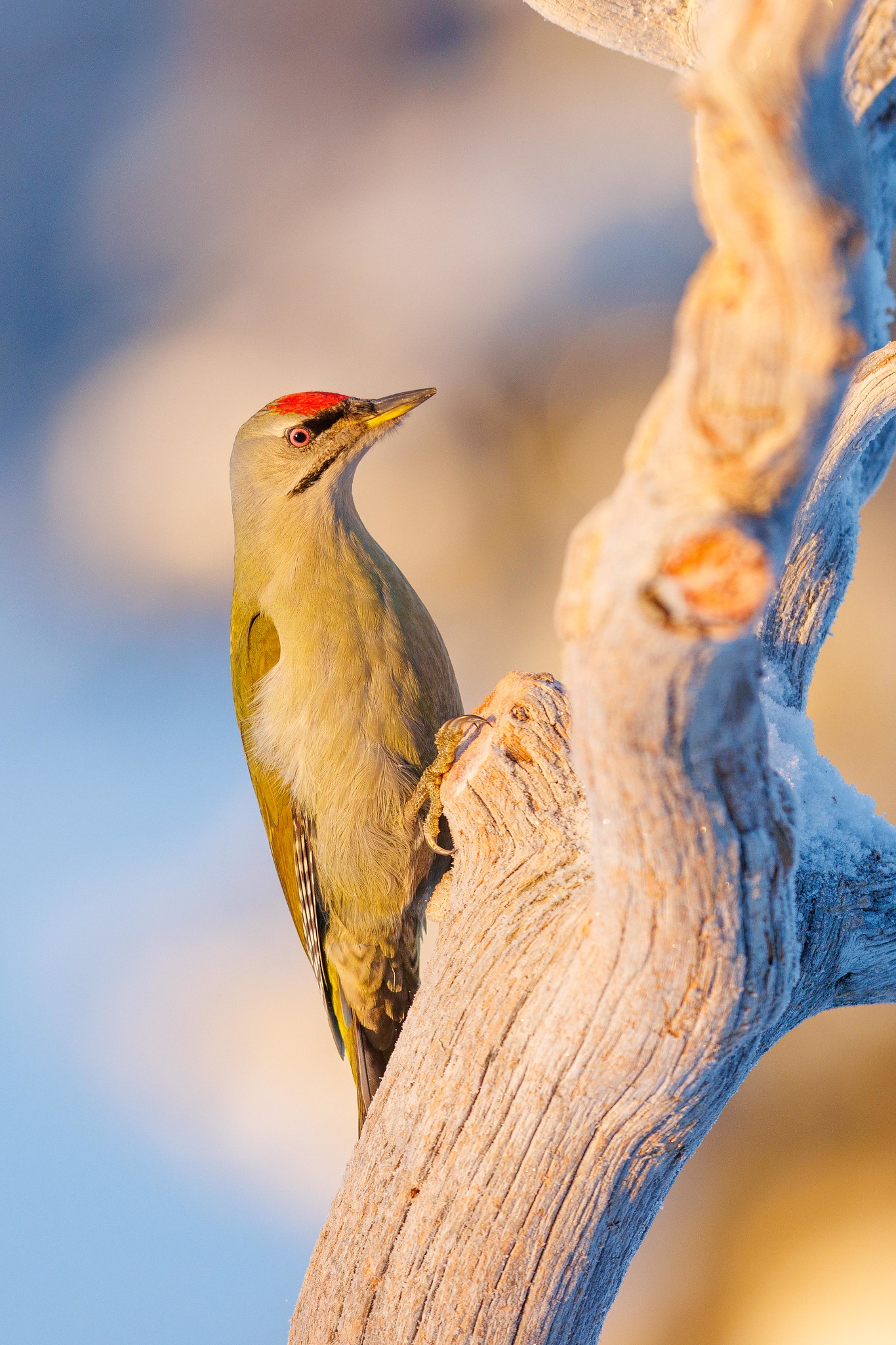Grey-Headed Woodpecker - Kuusamo in winter