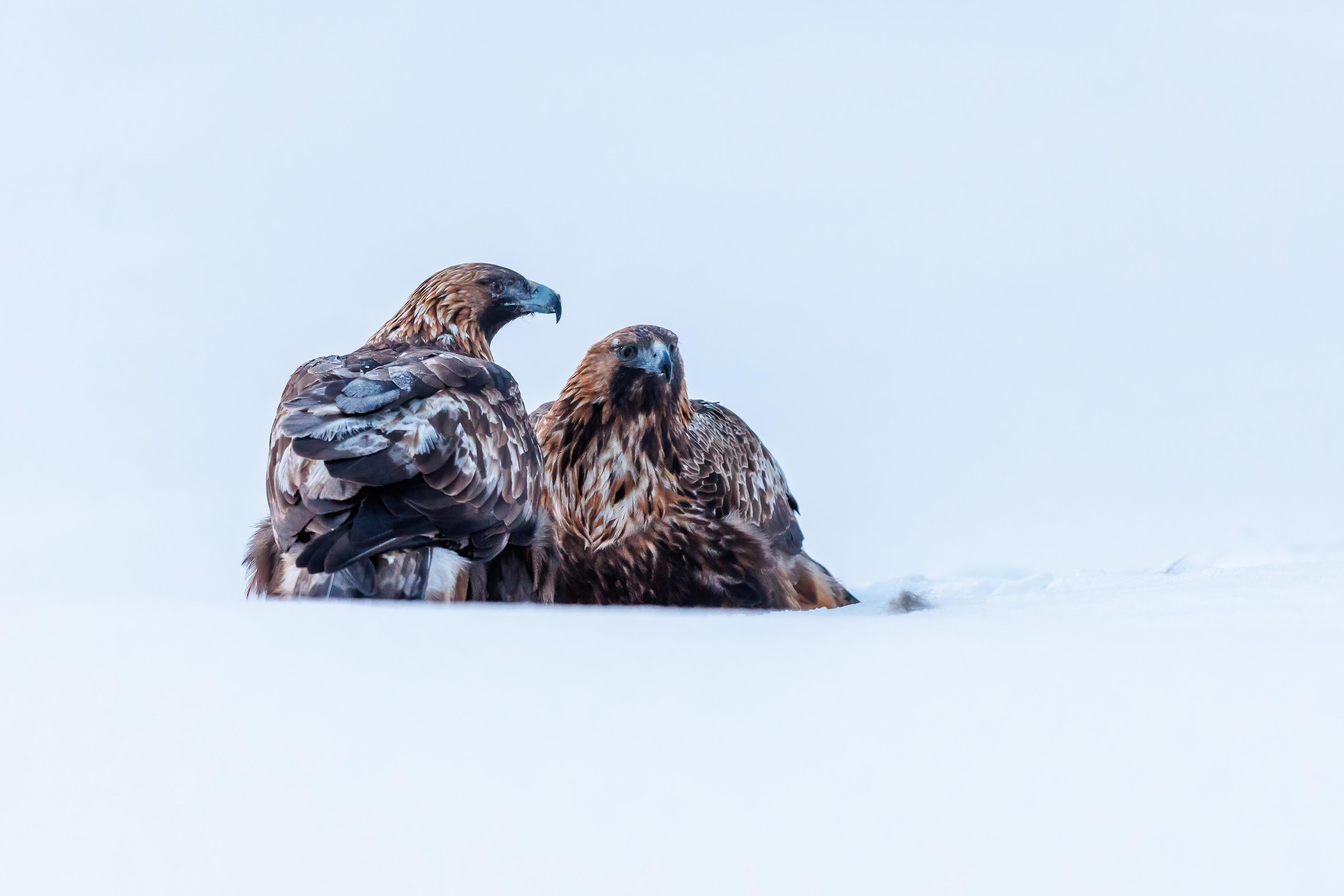 Golden Eagle - Kuusamo in winter