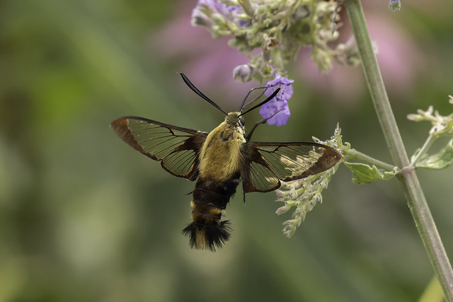 SNOWBERRY CLEARWING