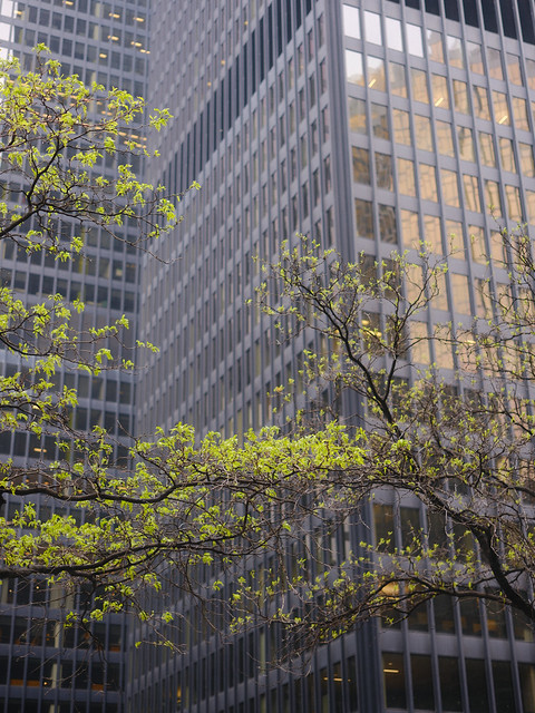 Trees and Skyscrapers II