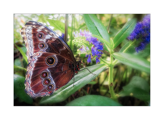 Butterfly with Flower