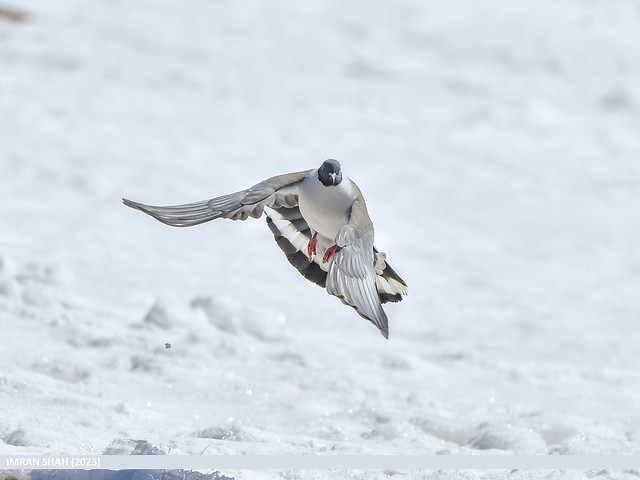 Snow Pigeon (Columba leuconota)