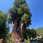 Grandfather Tree Age 1800 Years
Height 265&#039;
Diameter 24&#039;

@ Garberville, California