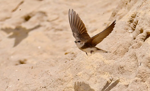 Andorinha-das-barreiras, European Sand Martin, (Bank Swallow)