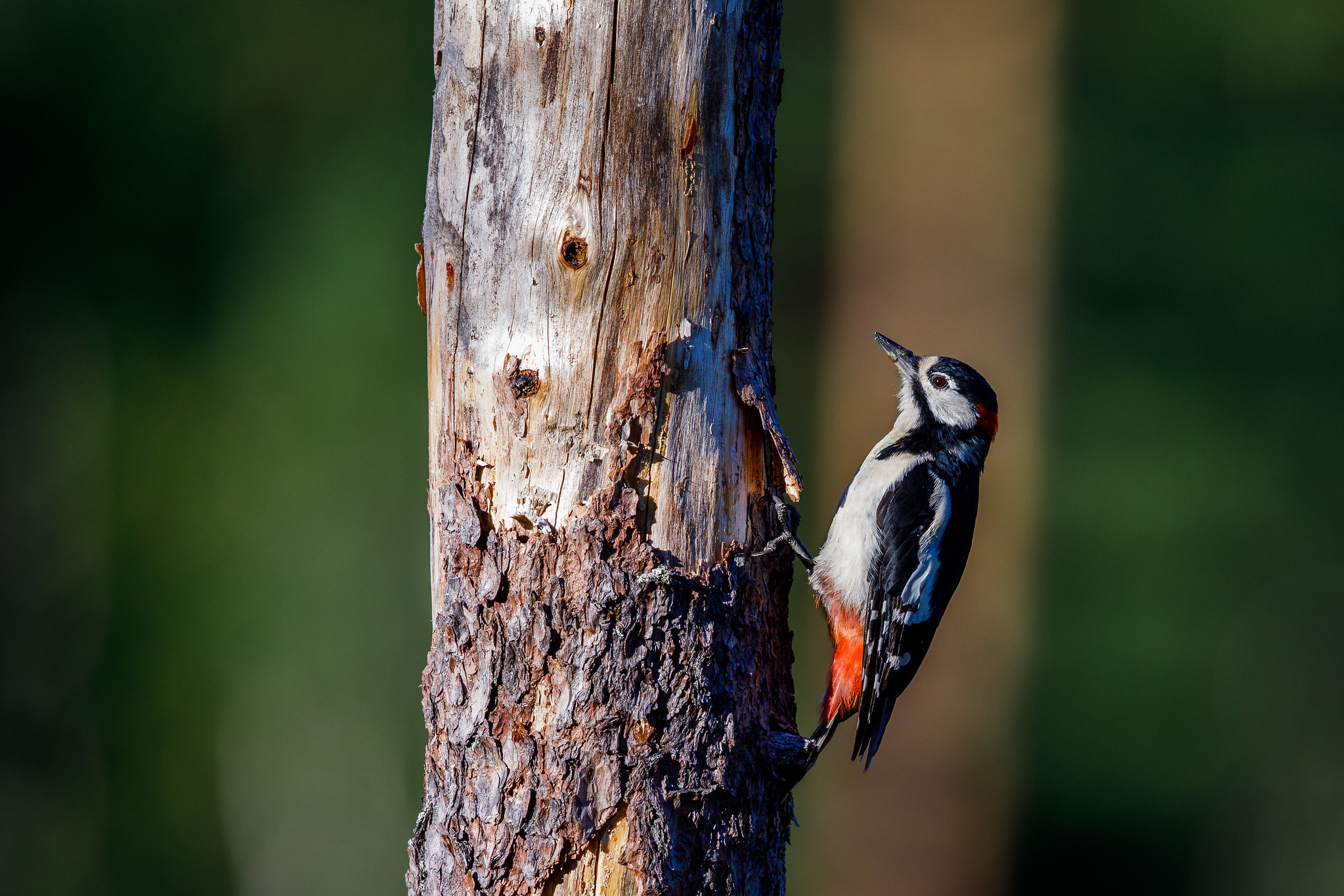 Great spotted Woodpecker - Brown bears in Finland