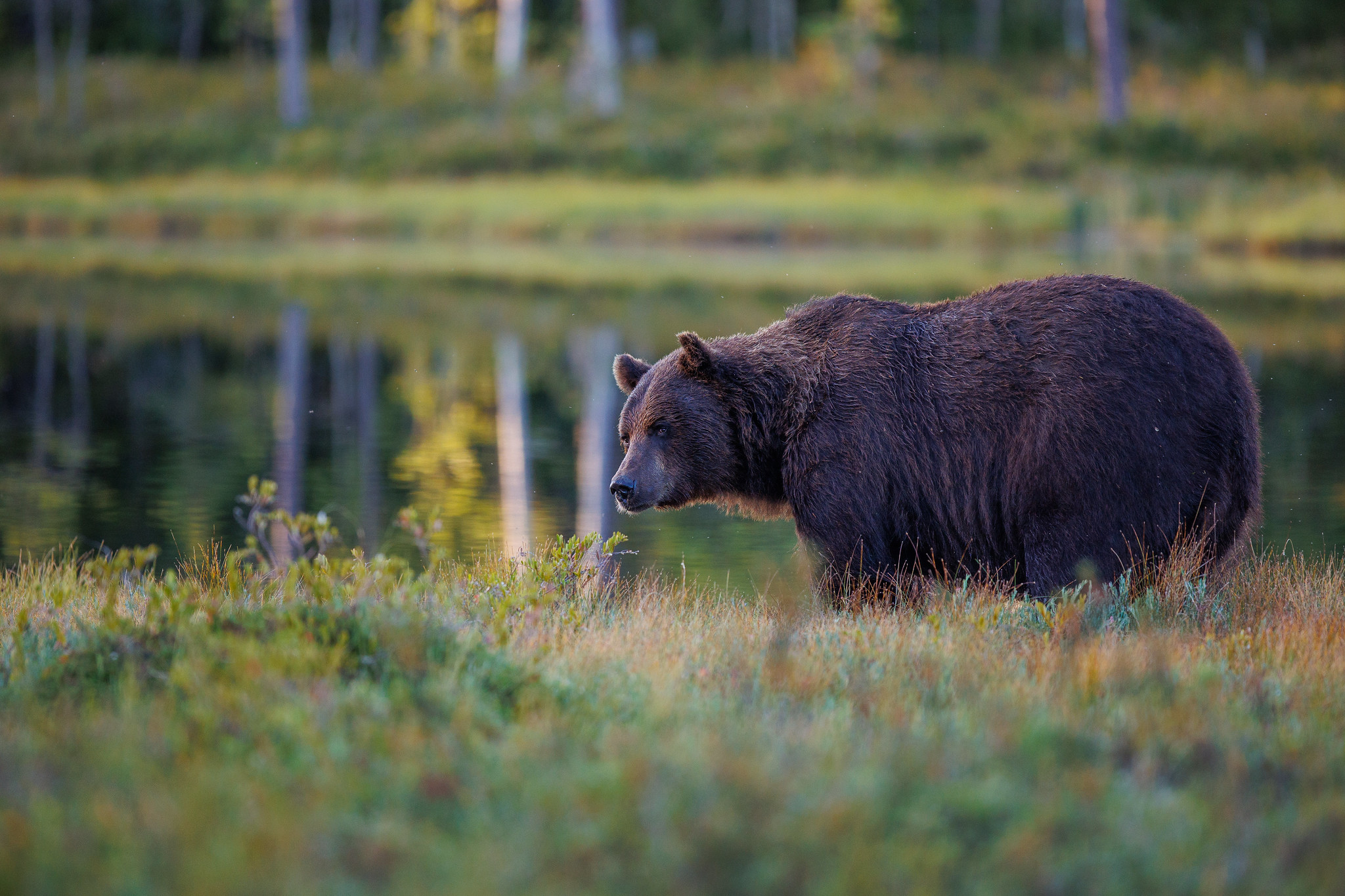 Brown bear - Brown bears in Finland