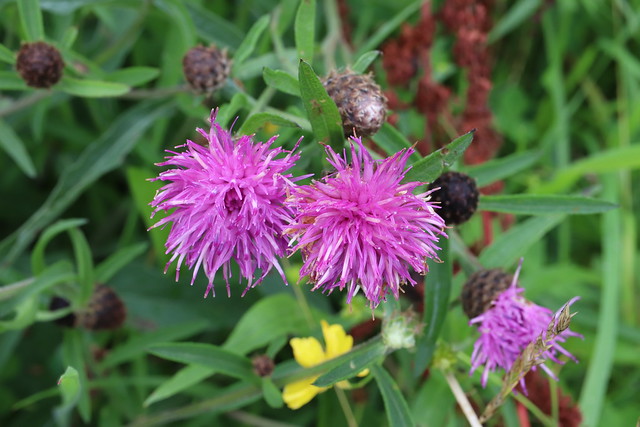 Saturday 22nd July 2023. Wild common knapweed in bloom at Tourmakeady, Co Mayo, Ireland.