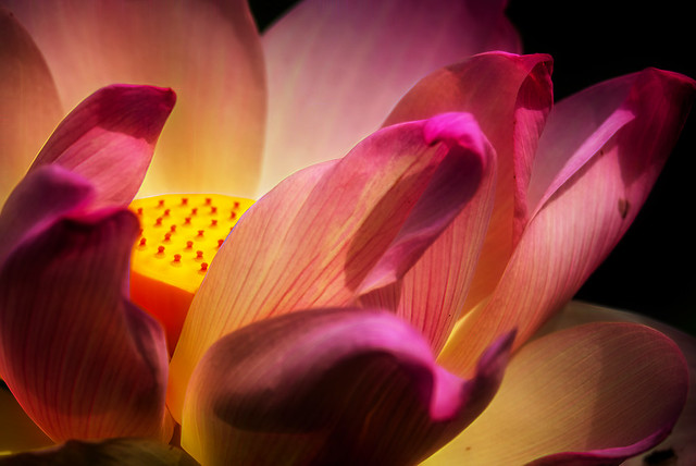 Lotus Blossom at the Aquatic Gardens