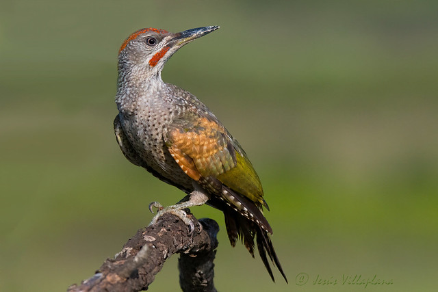 Picot verd ibèric/Pito ibérico/Iberian Green Woodpecker (Picus sharpei)