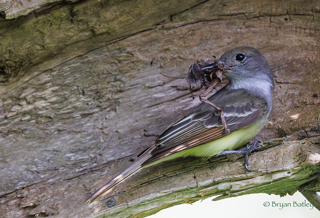 Great Crested Flycatcher - making nest inside a tree branch