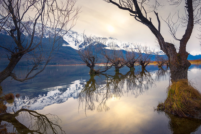 The Willow Trees of Glenorchy in Winter